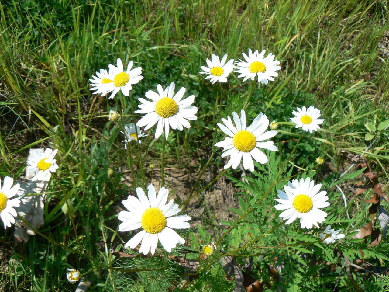 Image of Tripleurospermum inodorum specimen.