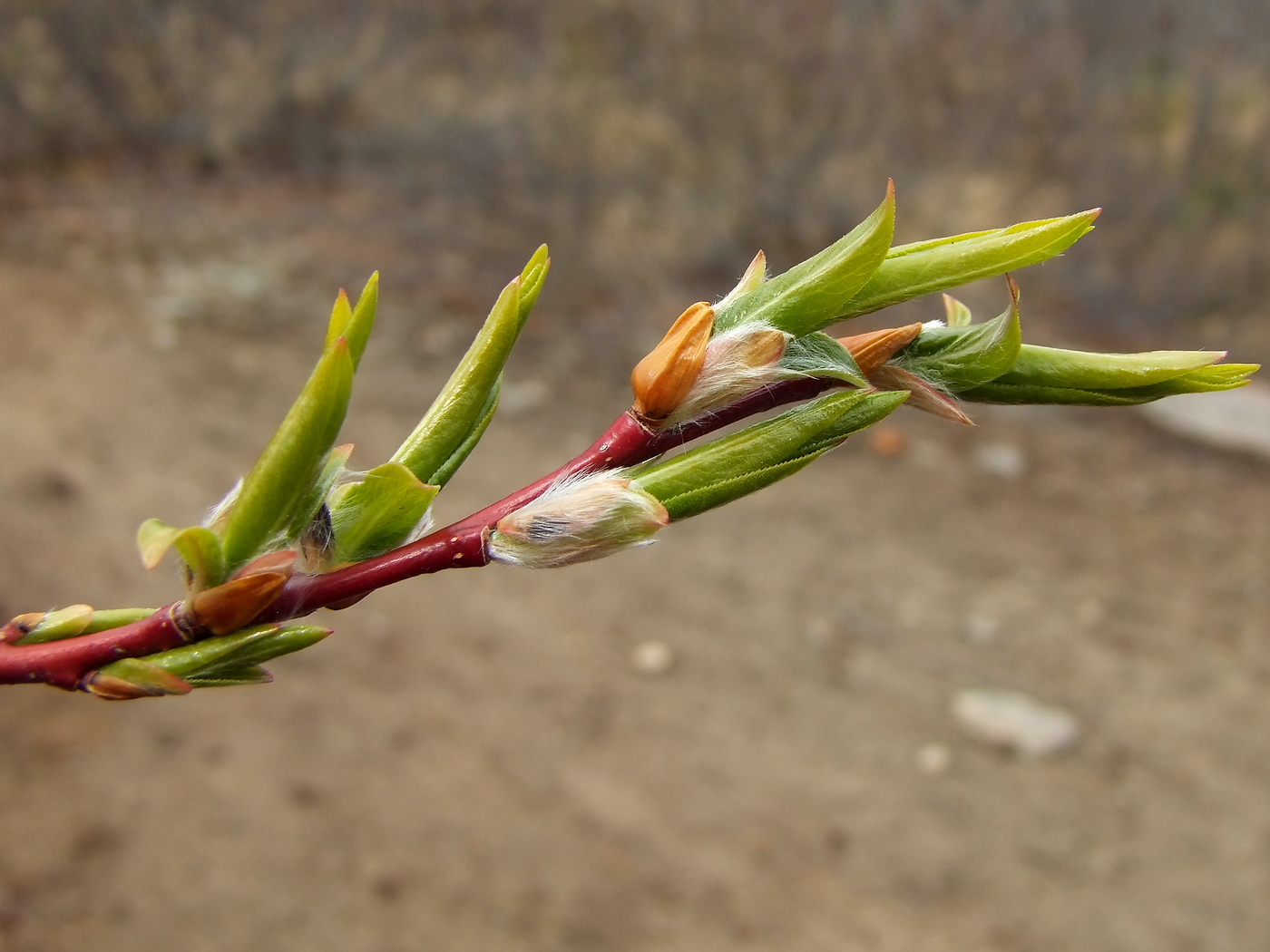 Image of Salix rorida specimen.