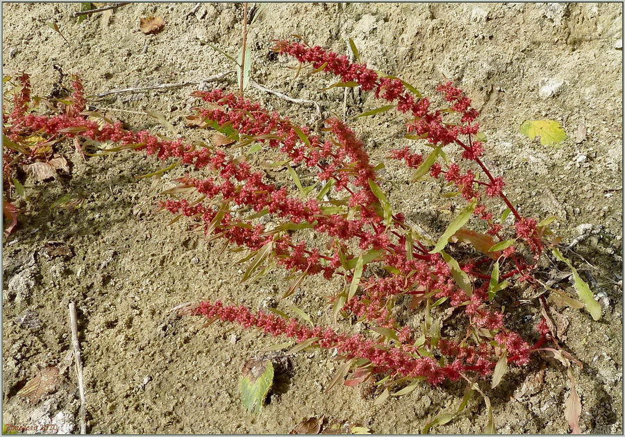 Изображение особи Rumex ucranicus.