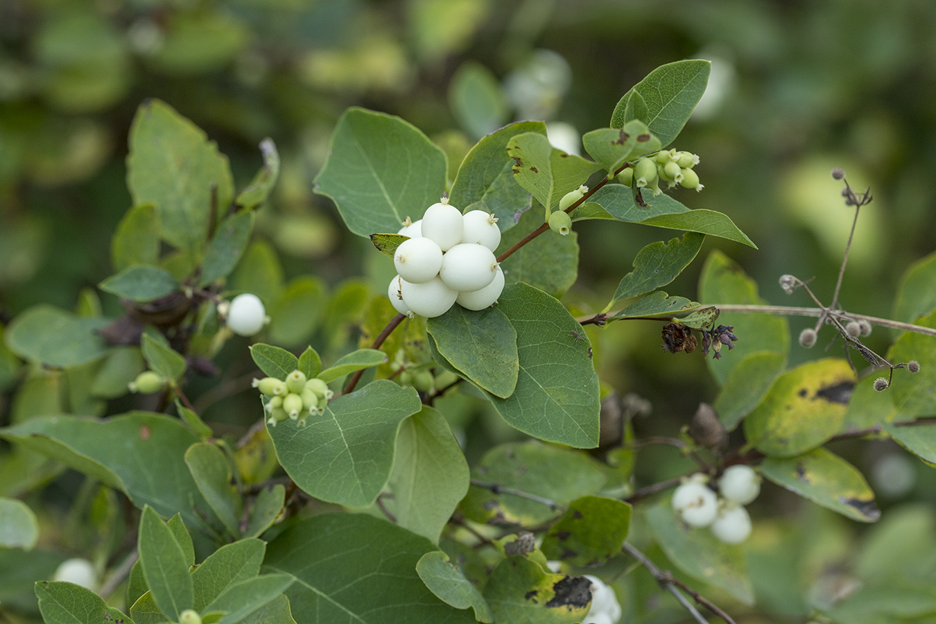 Image of Symphoricarpos albus var. laevigatus specimen.