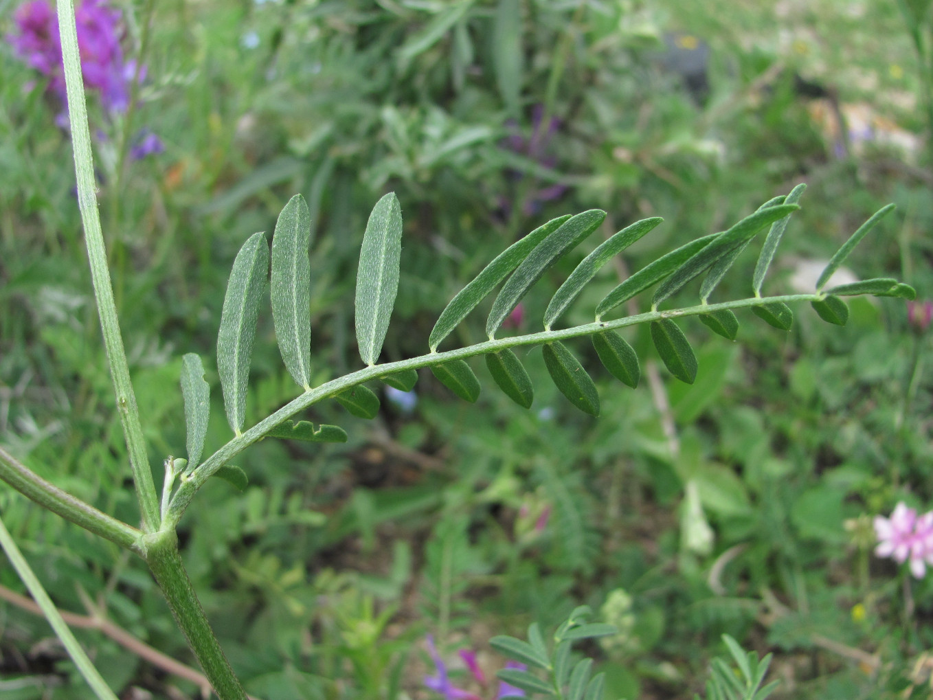 Image of Astragalus onobrychis specimen.