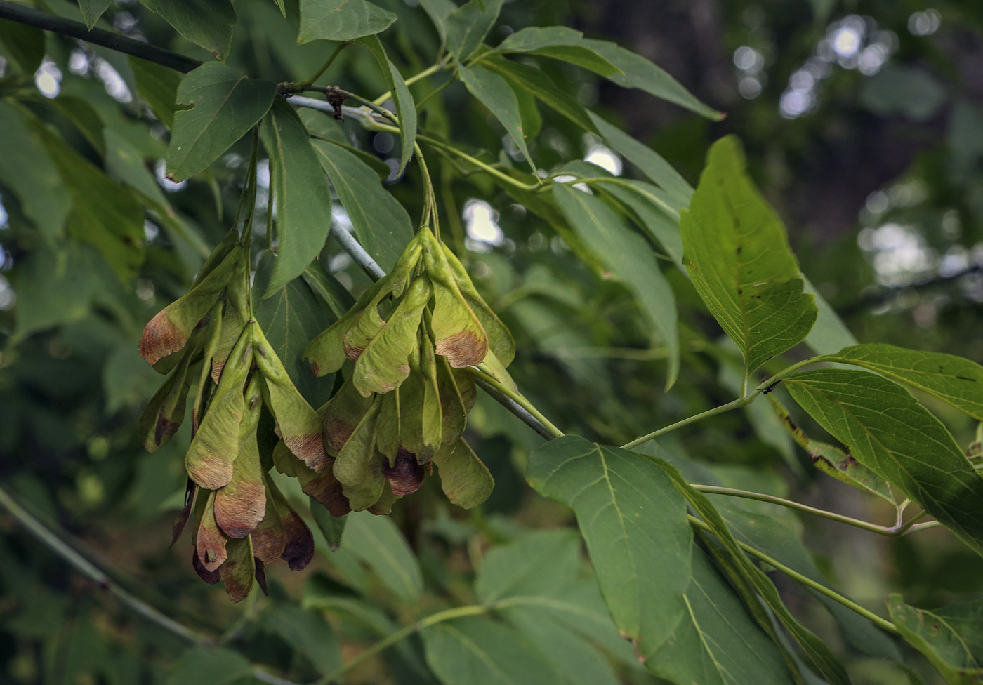 Image of Acer negundo specimen.