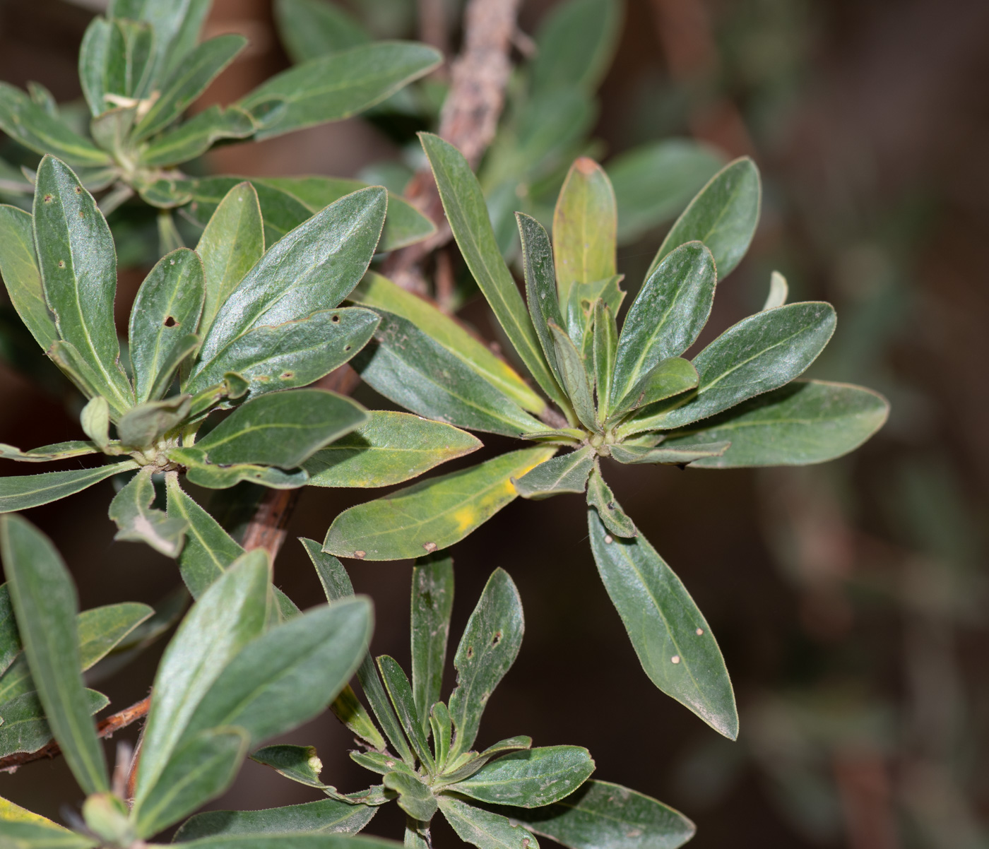 Image of Escallonia paniculata specimen.