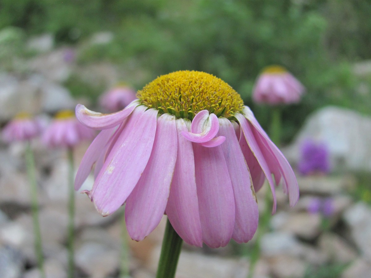 Image of Pyrethrum coccineum specimen.