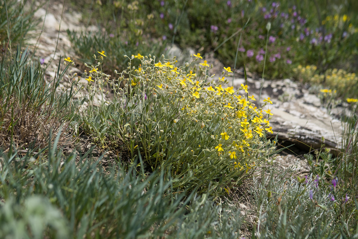 Image of Helianthemum canum specimen.