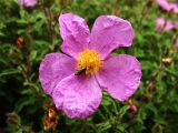 Cistus creticus. Цветок с кормящимся жуком. Греция, о. Родос, окр. поселения Лакки, заросли кустарников у обочины дороги. 6 мая 2011 г.