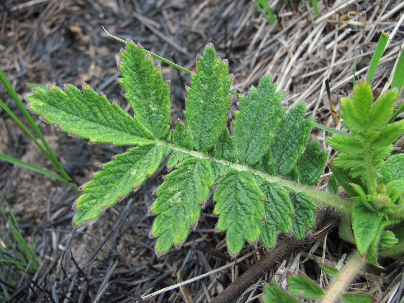 Изображение особи Agrimonia eupatoria.