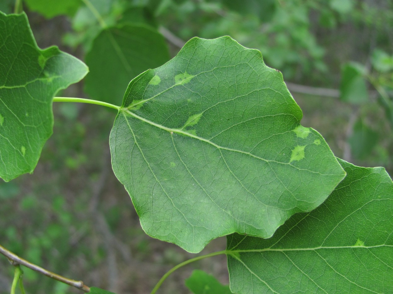 Image of Populus tremula specimen.