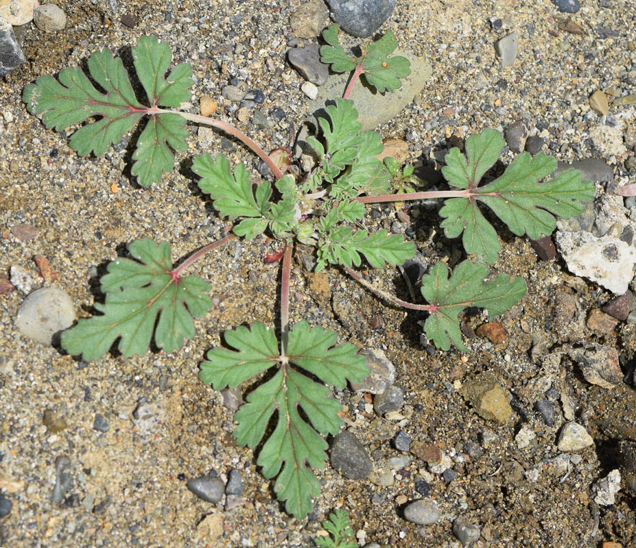 Изображение особи Erodium oxyrhynchum.