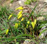 Tulipa scythica