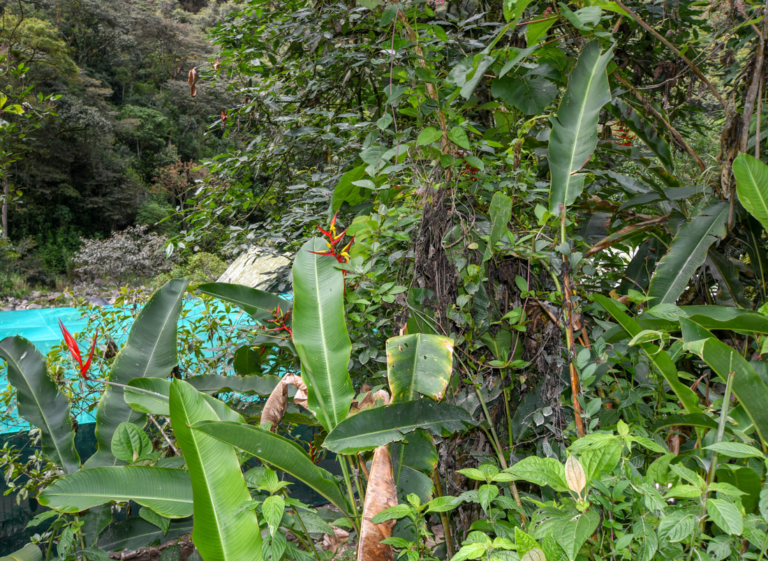 Image of Heliconia subulata specimen.