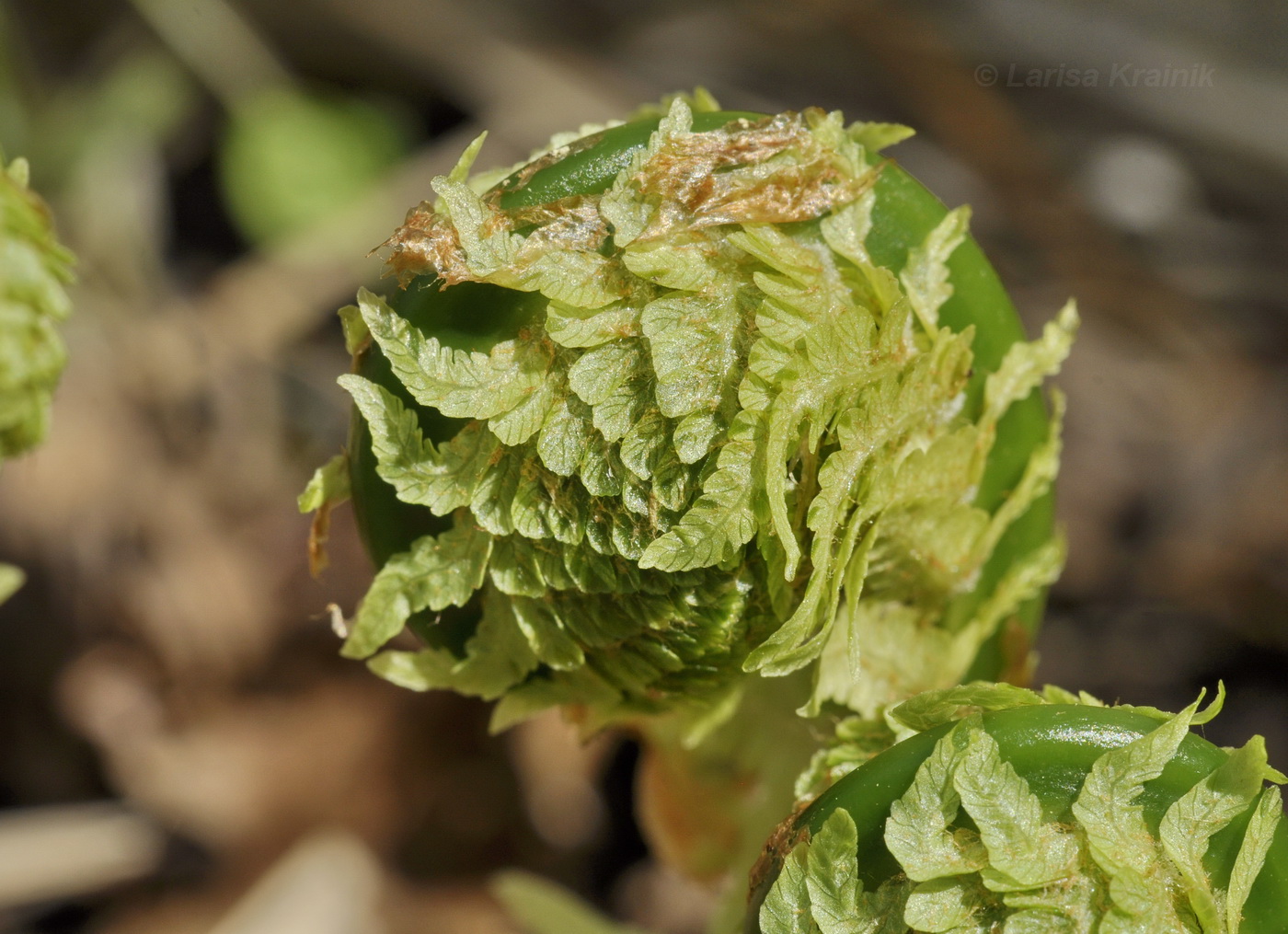 Изображение особи Matteuccia struthiopteris.