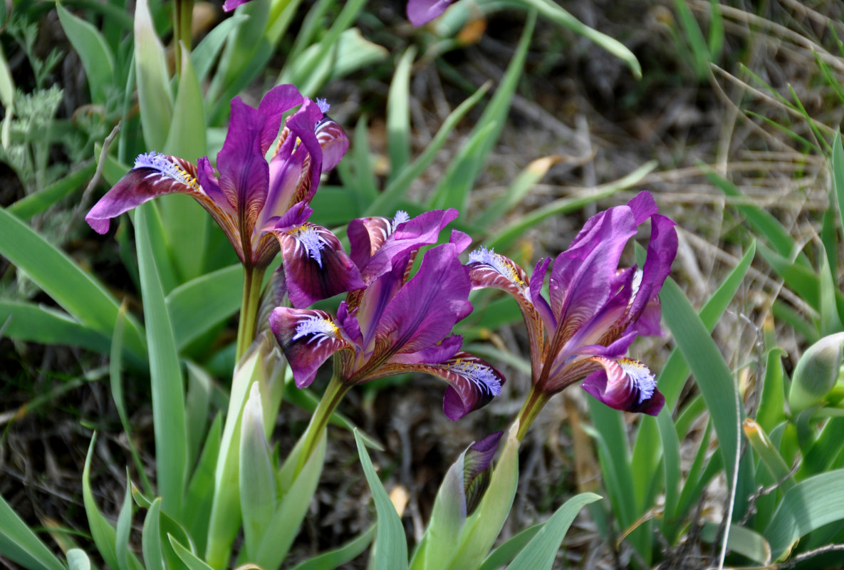 Изображение особи Iris scariosa.