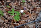 Anemone altaica