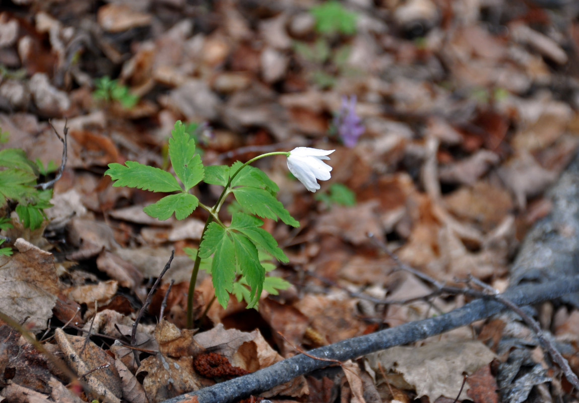 Image of Anemone altaica specimen.