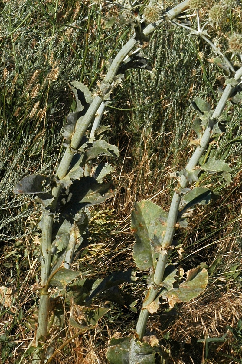Изображение особи Eryngium macrocalyx.
