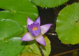 genus Nymphaea. Цветок. Израиль, Шарон, г. Герцлия, искусственный водоём. 30.08.2015.