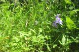 Scutellaria hastifolia