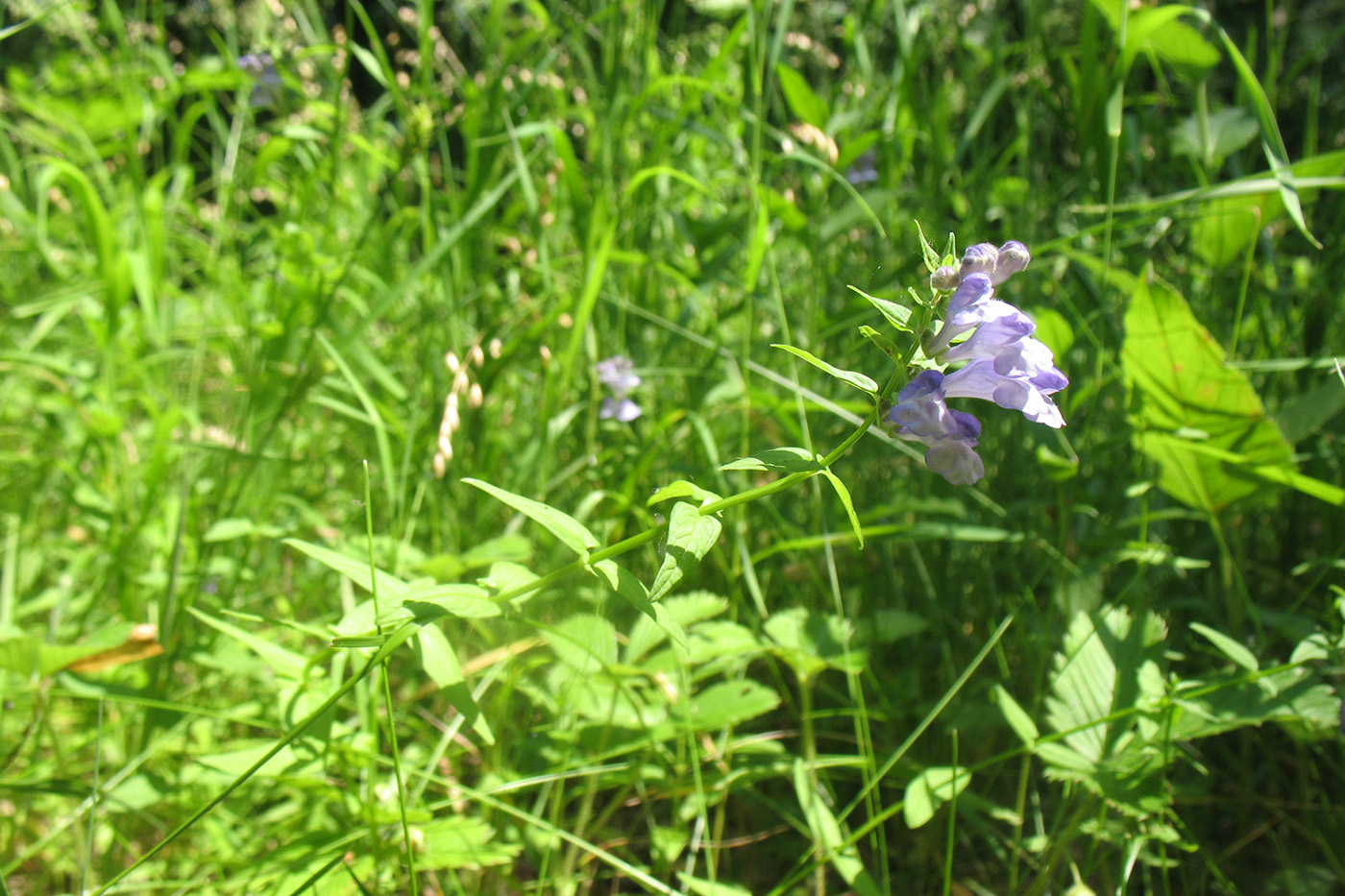 Image of Scutellaria hastifolia specimen.