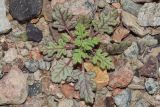 Dysphania botrys