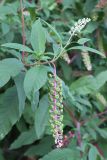 Phytolacca americana