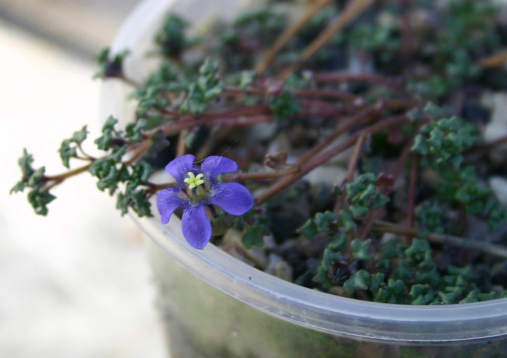 Image of Cyananthus chungdianensis specimen.