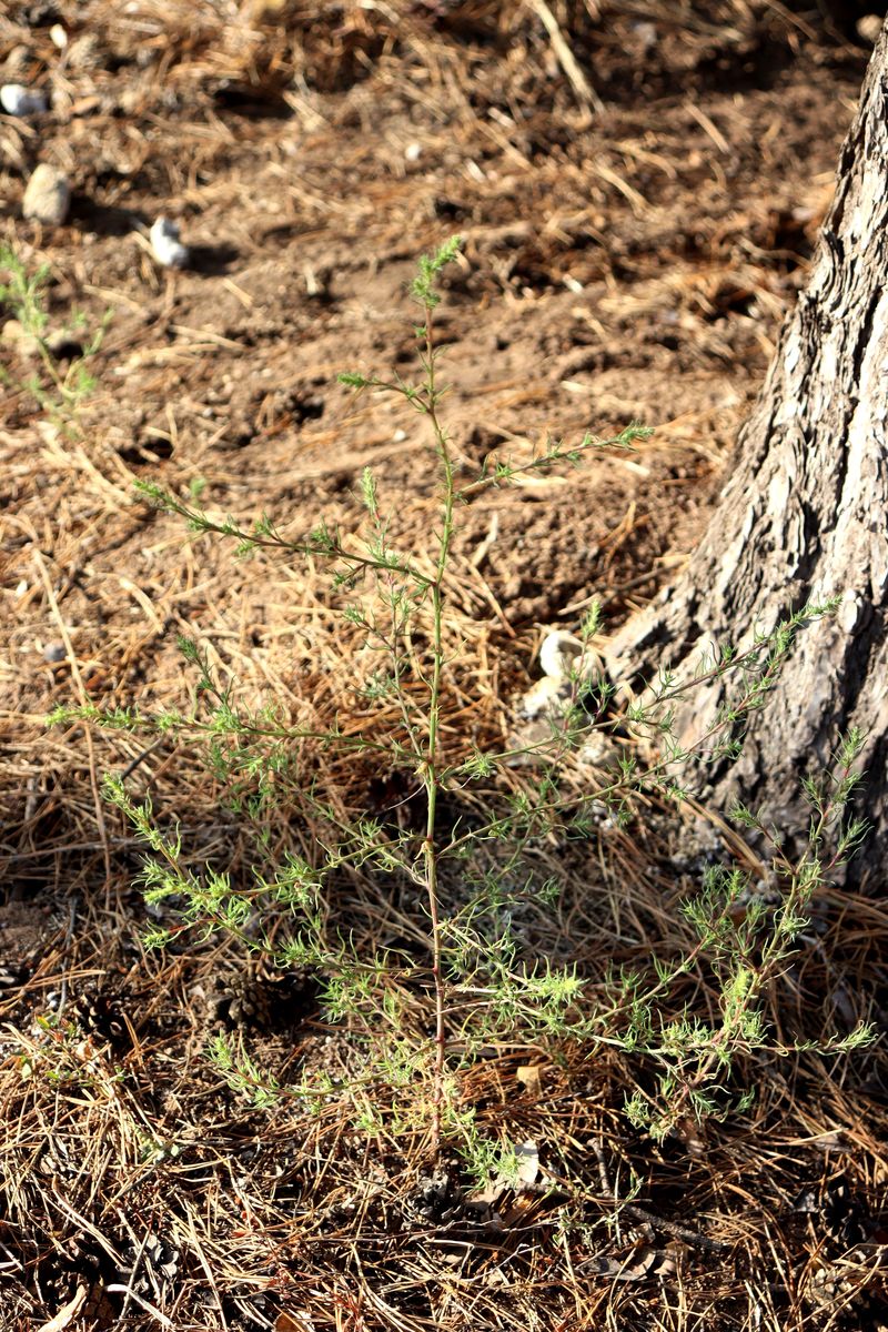 Изображение особи Salsola tragus.