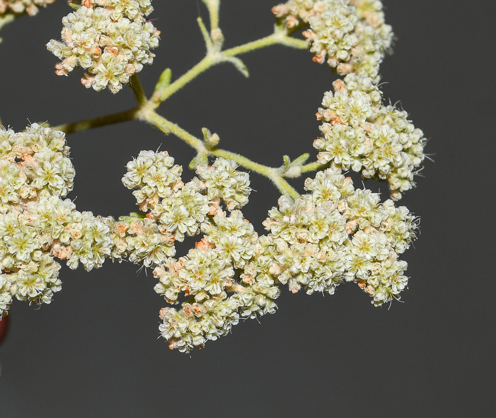 Image of Eriogonum giganteum specimen.