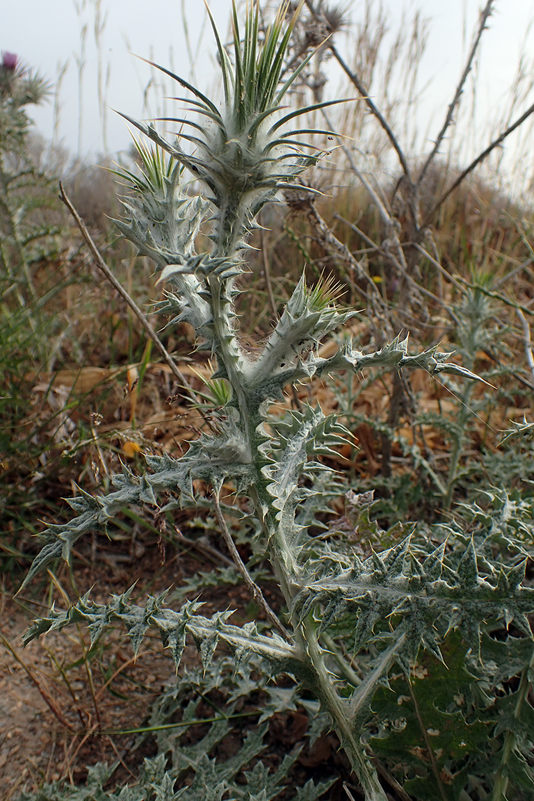 Изображение особи Lamyropsis cynaroides.