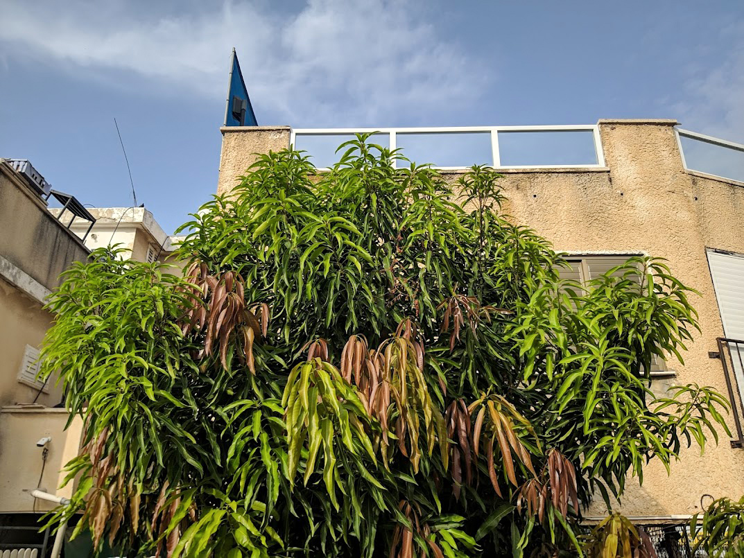 Image of Ficus binnendijkii specimen.