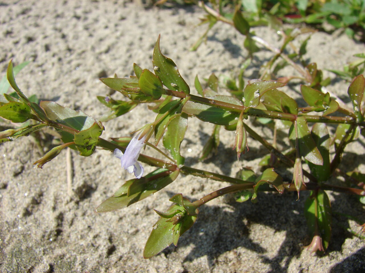 Image of Lindernia dubia specimen.
