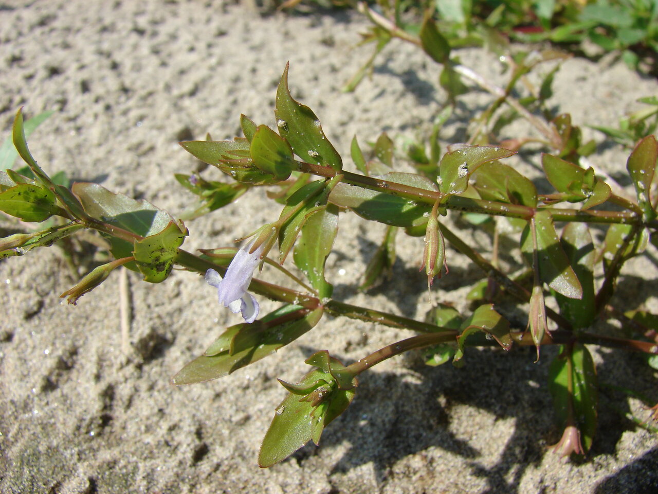 Изображение особи Lindernia dubia.