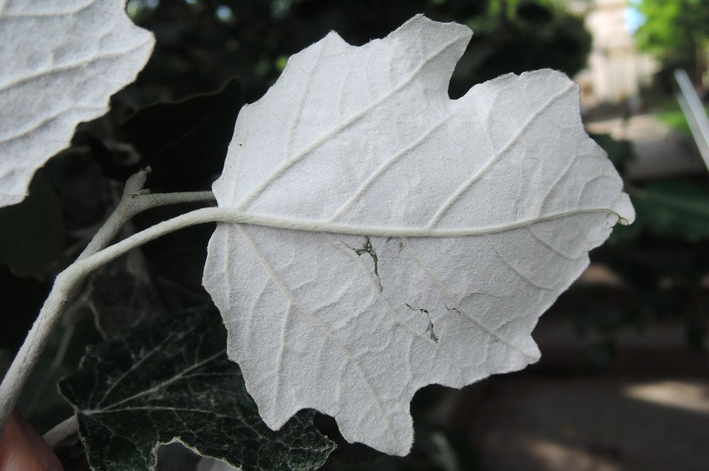 Image of Populus alba specimen.