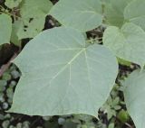 Catalpa ovata