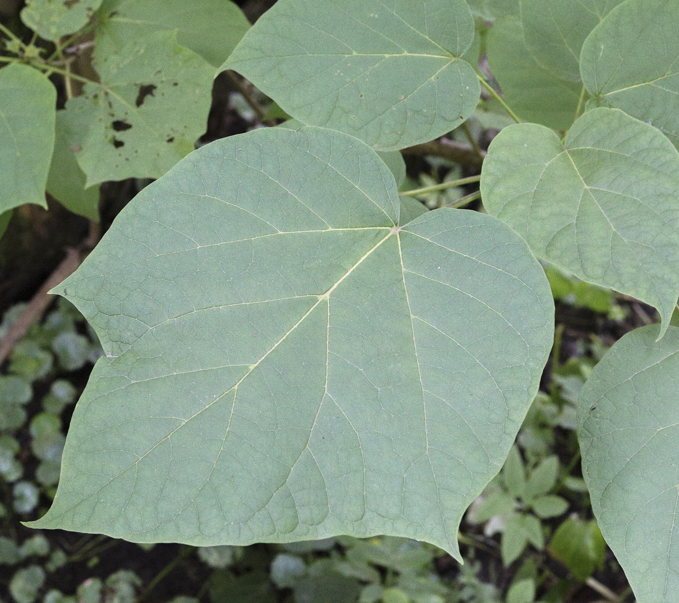 Image of Catalpa ovata specimen.