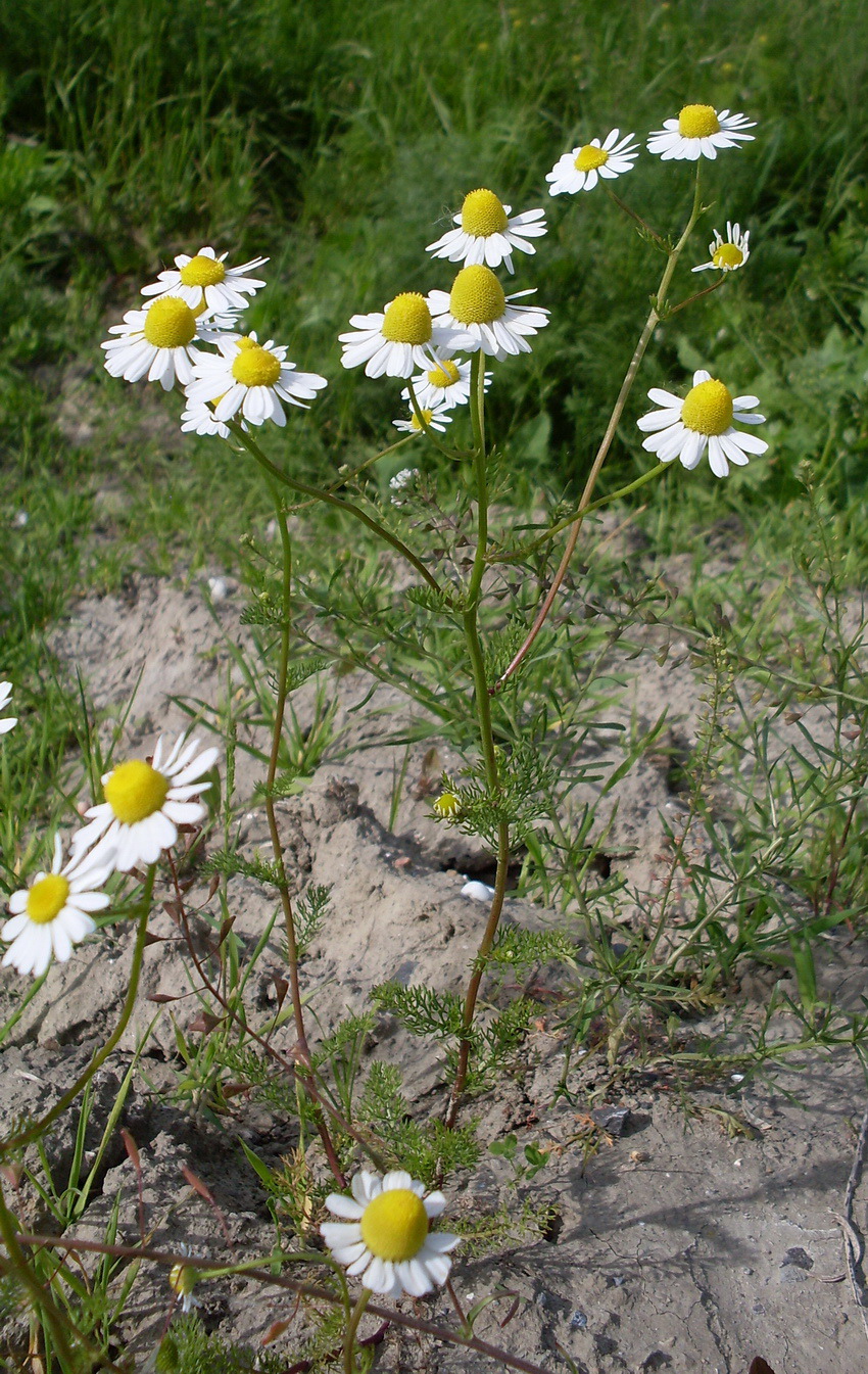 Image of Matricaria recutita specimen.