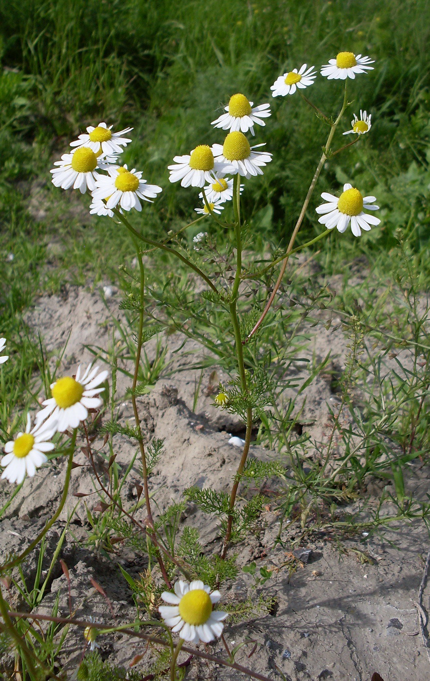 Image of Matricaria recutita specimen.