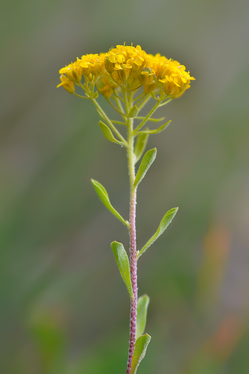 Изображение особи Odontarrhena muralis.