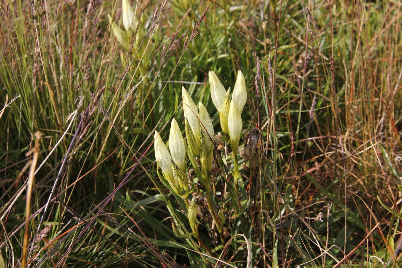 Изображение особи Gentiana algida.