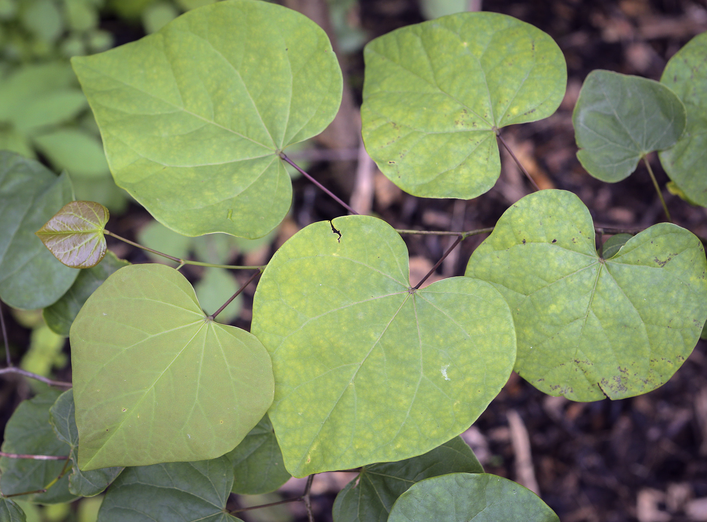 Изображение особи род Cercidiphyllum.