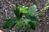 Geranium sibiricum