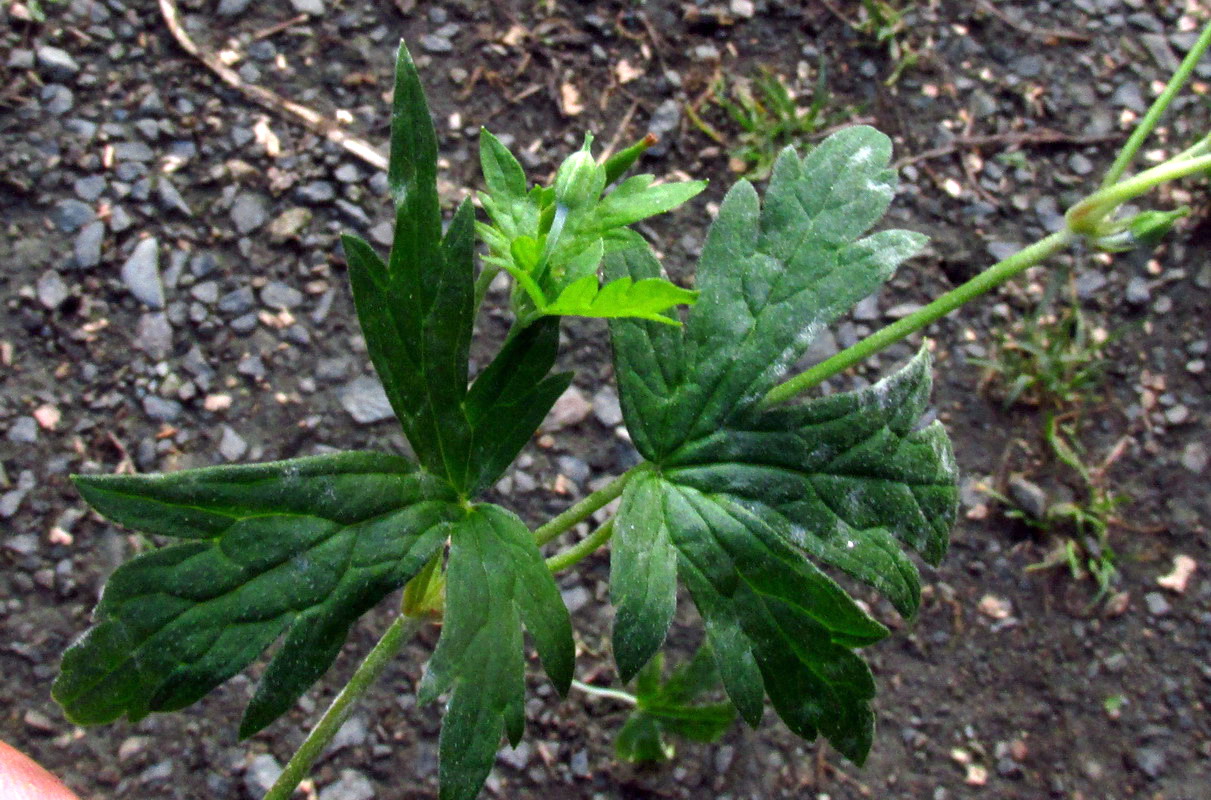 Image of Geranium sibiricum specimen.