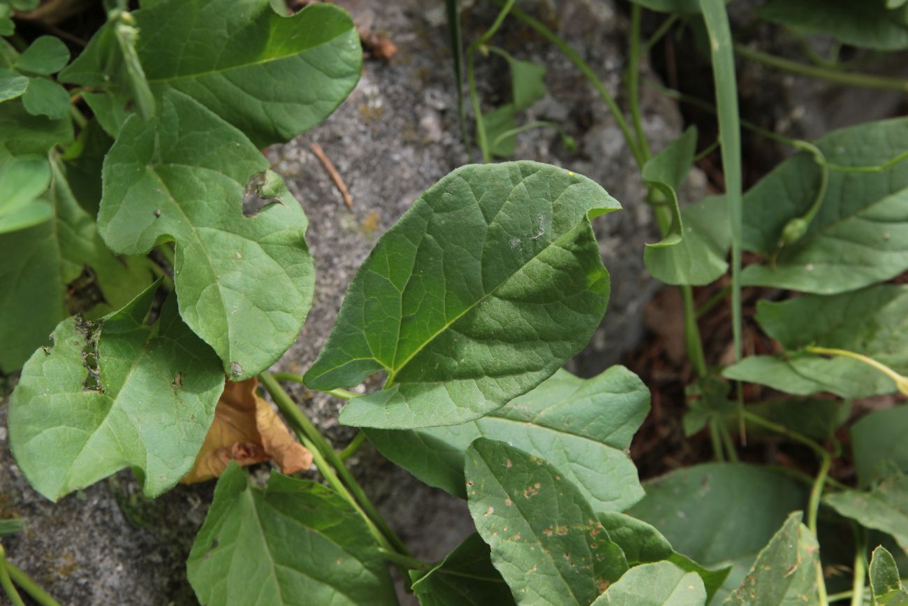 Image of Convolvulus arvensis specimen.