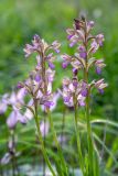 Anacamptis papilionacea. Верхушки побегов с соцветиями. Израиль, лес Бен-Шемен. 05.03.2022.