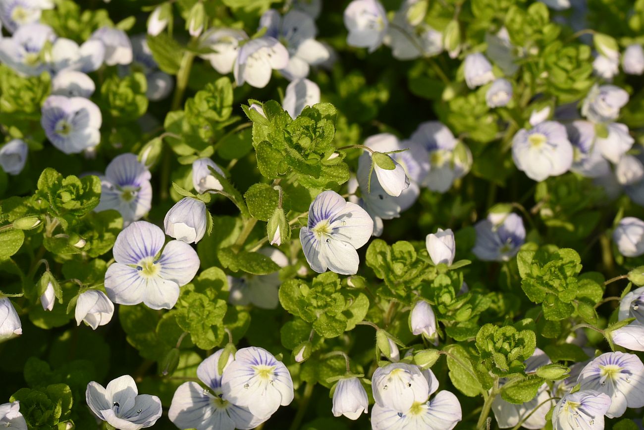 Изображение особи Veronica filiformis.