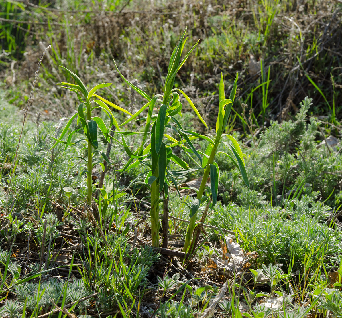 Image of genus Euphorbia specimen.