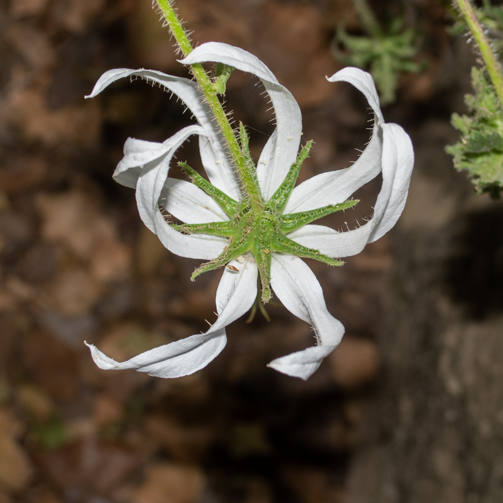 Image of Michauxia campanuloides specimen.