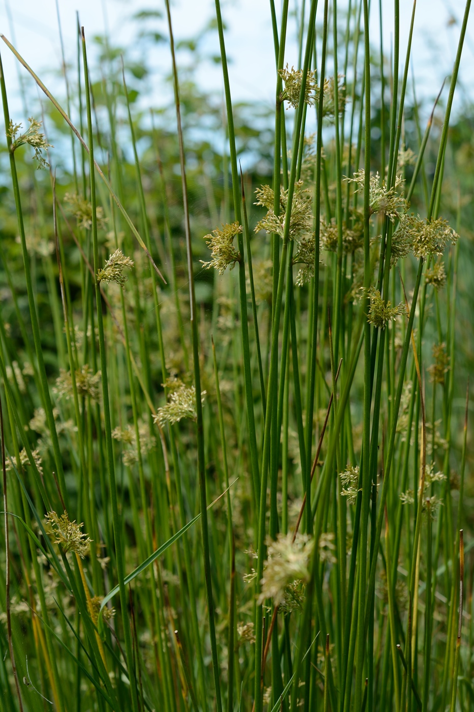 Image of Juncus effusus specimen.