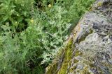 Artemisia absinthium. Вегетирующие растения. Республика Ингушетия, Джейрахский р-н, окр. урочища Цори, высота ок. 1760 м н.у.м., на скале. 18 июня 2022 г.