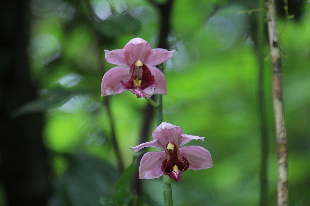 Изображение особи семейство Orchidaceae.